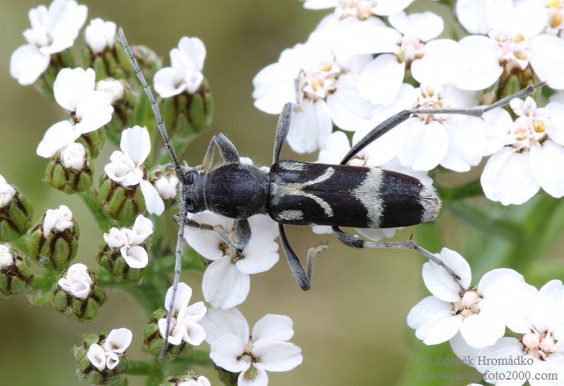 tesařík, Chlorophorus figuratus (Scopoli, 1763) , Clytini, Cerambycidae (Brouci, Coleoptera)